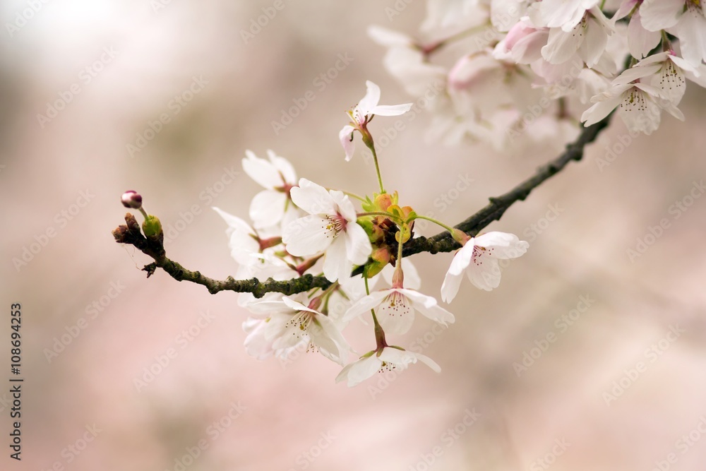 Japanische Blütenkirsche