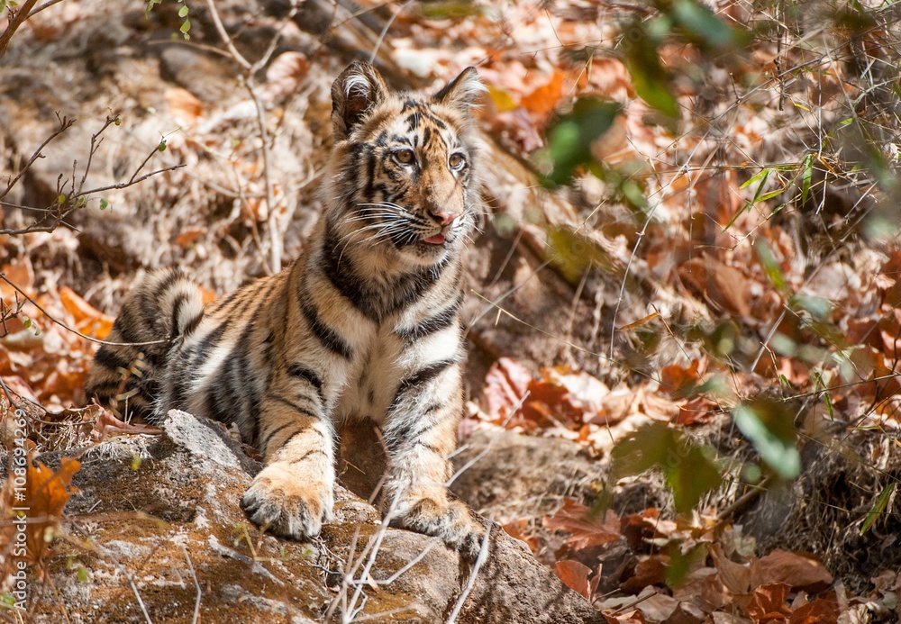 Fototapeta premium Bengal tiger cub in natural habitat. The Bengal (Indian) tiger Panthera tigris tigris.