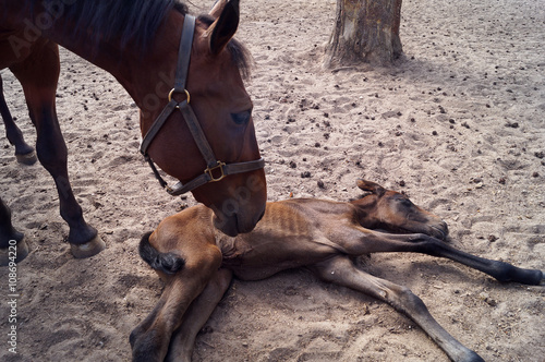 The newborn foal and mother horse.