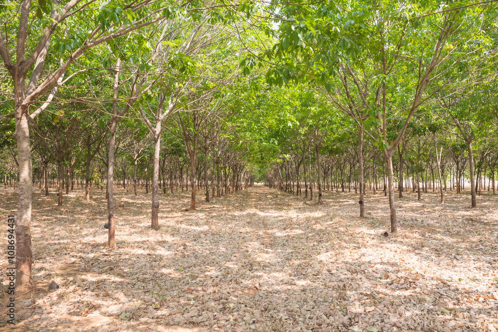 rubber tree farm at thailand as a source of natural rubber is planted  economy Stock Photo | Adobe Stock