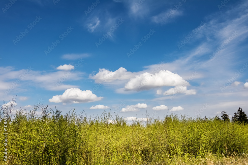 Fresh spring trees under amazing blue sky