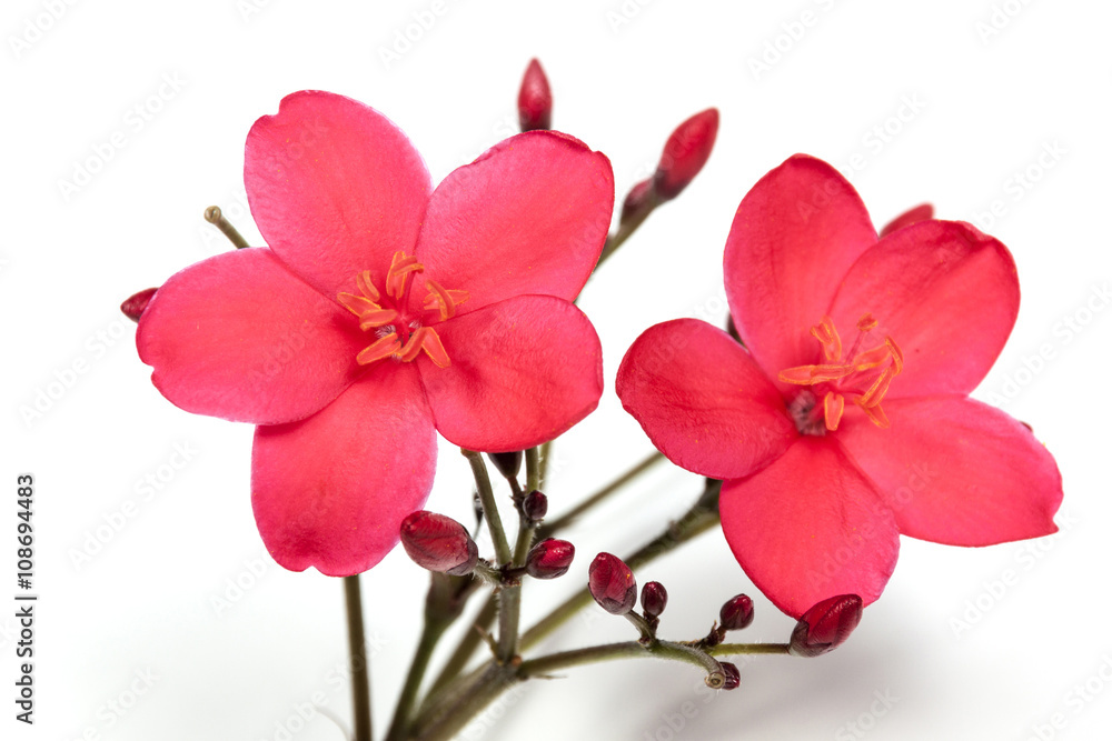 Fototapeta premium Red Flowers Buds and Stems Studio Shot 6