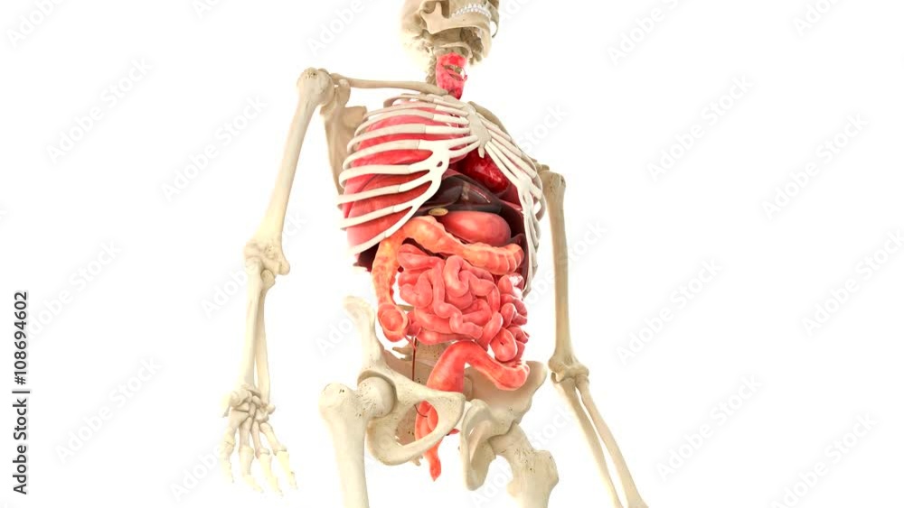 Animated Human Organs over white background with alpha channel Animated Human Organs over white background with alpha channel