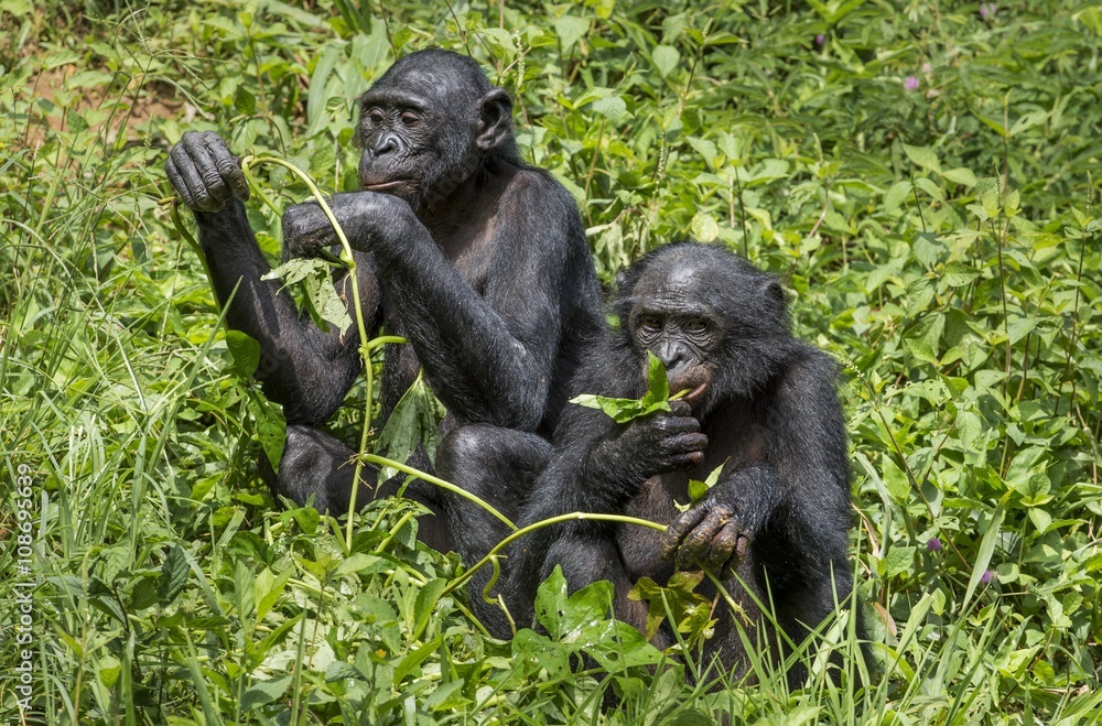 Naklejka premium Bonobos (Pan Paniscus) on green natural background.