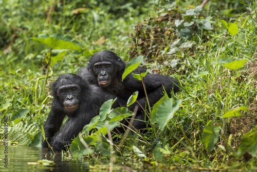 Bonobos  Pan Paniscus  on green natural background.