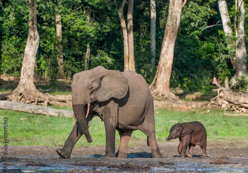 The elephant calf and elephant cow The African Forest Elephant  Loxodonta africana cyclotis. At the Dzanga saline  a forest clearing 