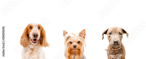 Portrait of three dogs together
