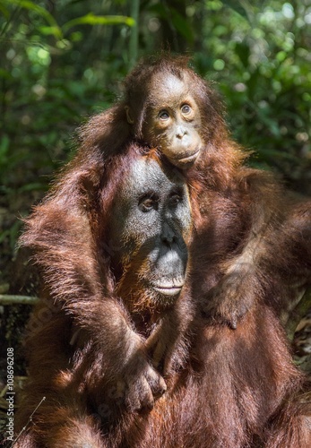A female of the orangutan with a cub in a native habitat. Bornean orangutan (Pongo o pygmaeus wurmmbii) in the wild nature. © Uryadnikov Sergey