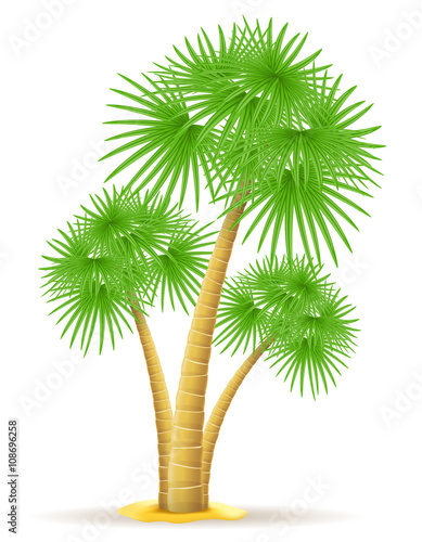 palm tree vector illustration