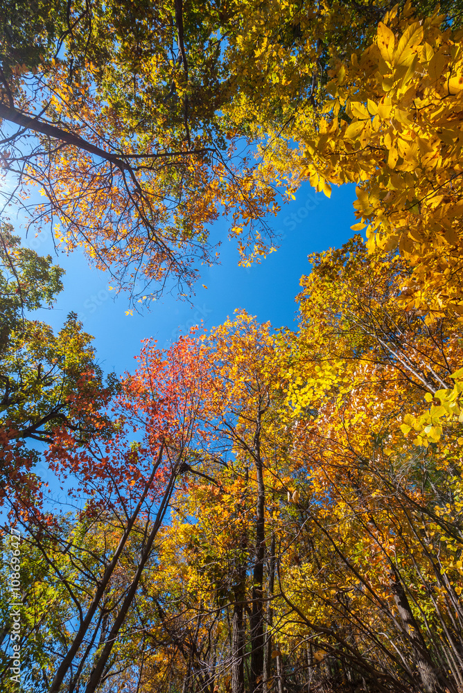 Yellow, orange and red autumn leaves against blue skies Yellow, orange and red autumn leaves against blue skies