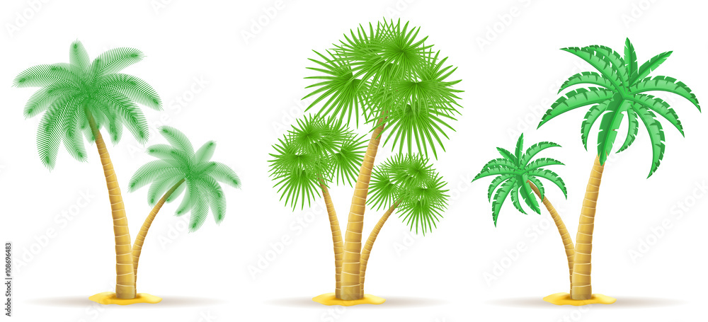 Obraz premium palm tree vector illustration