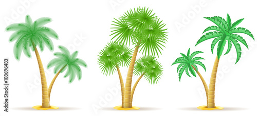 palm tree vector illustration