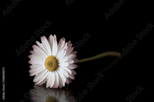 Fototapeta Naklejka Na Ścianę i Meble -  Daisy flower isolated on a black