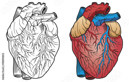 anatomical heart