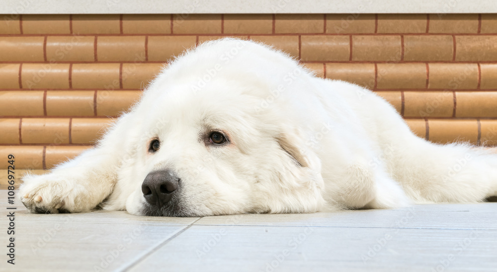 Samoyed Samoyed