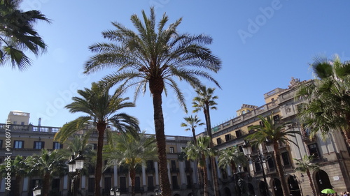 palmier au centre de barcelone
