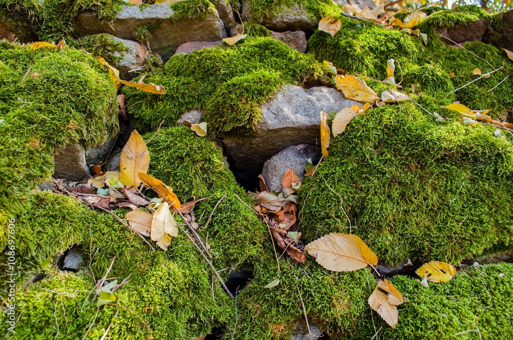 Stones covered with green moss and with some dry leaves in springtime. Natural background Stones covered with green moss and with some dry leaves in springtime. Natural background