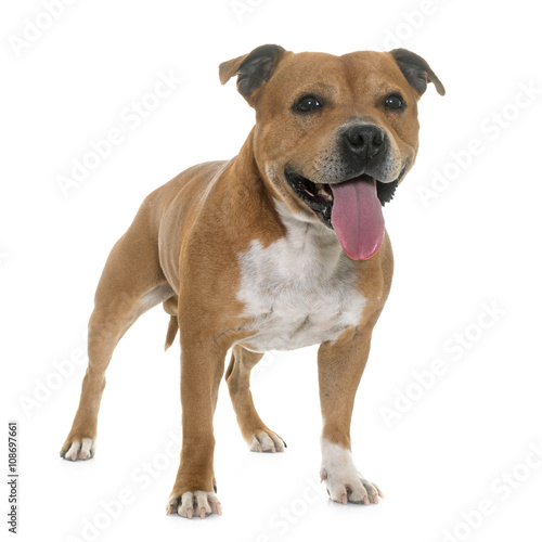 Fototapeta Naklejka Na Ścianę i Meble -  staffordshire bull terrier