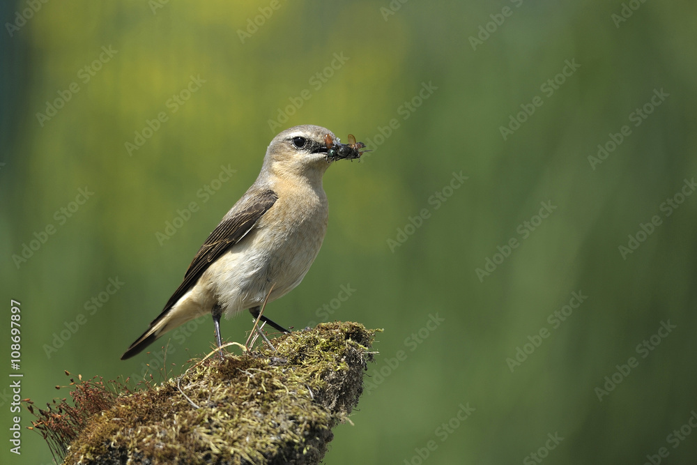 Obraz premium bird Oenanthe with fly