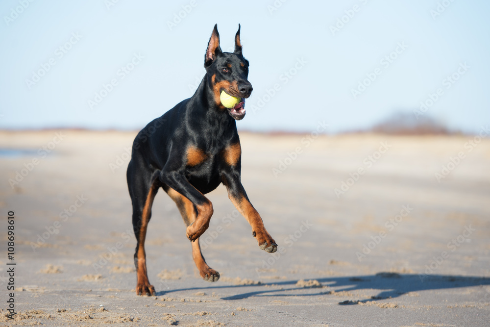 black doberman dog running with a ball black doberman dog running with a ball