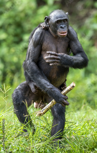 The Bonobo ( Pan paniscus)  mother with cub standing on her legs and walk . Cub  on a back at Mother
