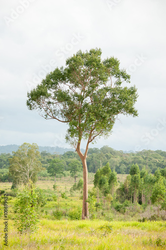 A tree in a field on lanscape