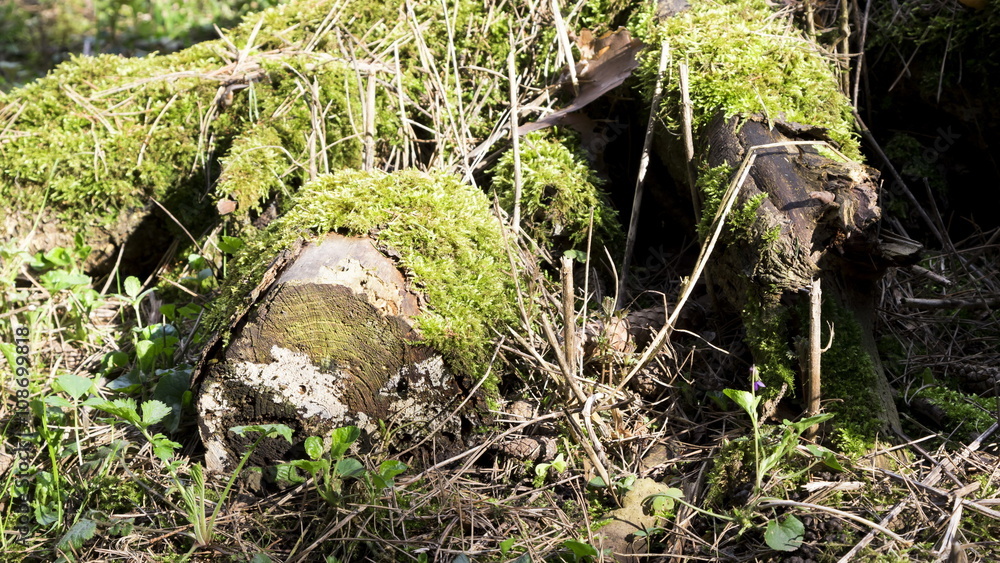 Obraz premium Moss and lichen on old tree background