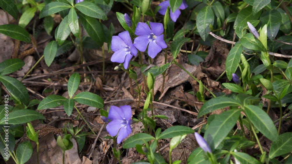 Periwinkle (lat. Vinca minor) - purple blue spring flowers Periwinkle (lat. Vinca minor) - purple blue spring flowers