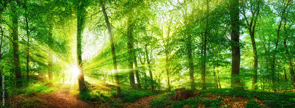 Naklejka premium Lasowa panorama z promieniami słońca błyszczącymi przez liście