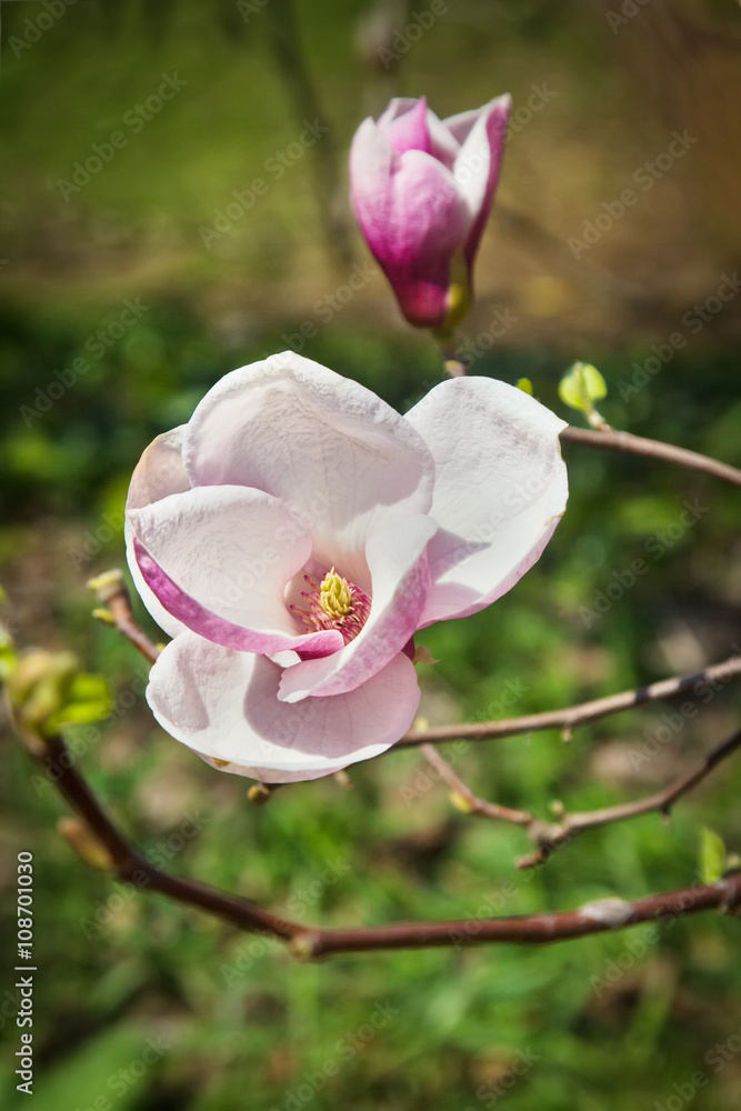 Fototapeta premium Flower of magnolia tree in spring garden
