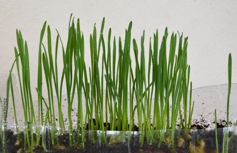 Obraz premium wheat grass for feeding pet grow in plastic bottle