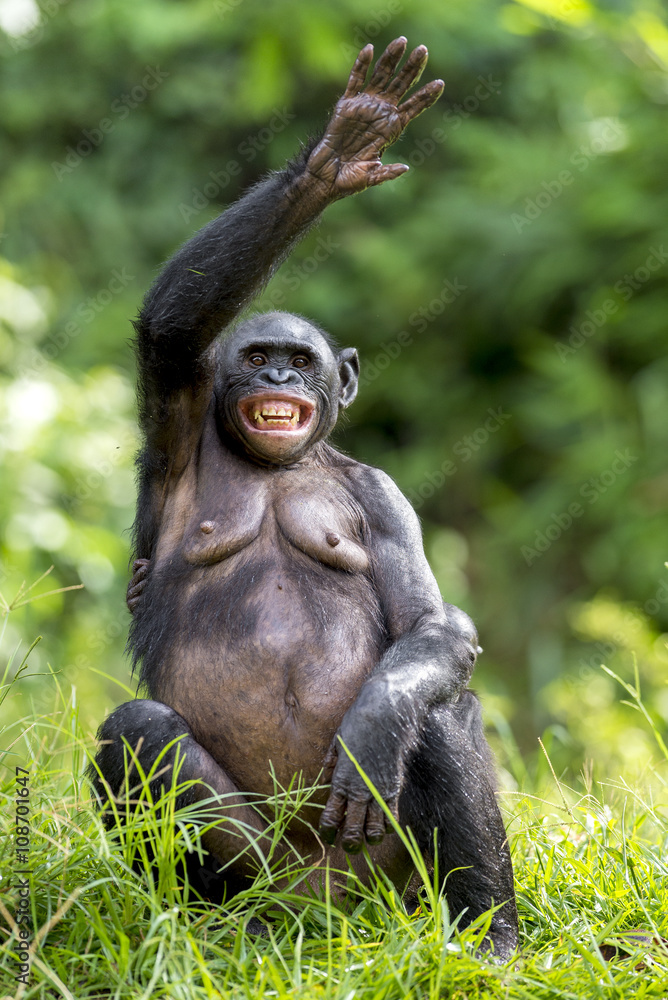Naklejka premium Female Bonobo with smile sits with the raised hand on a grass.