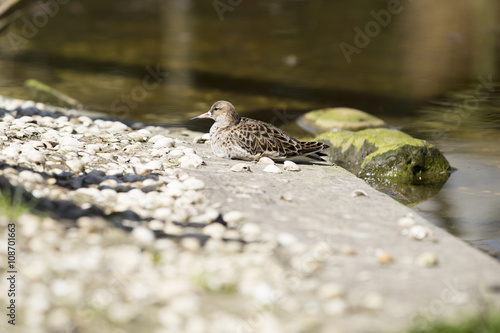 Wading bird, The ruff (Philomachus pugnax) female