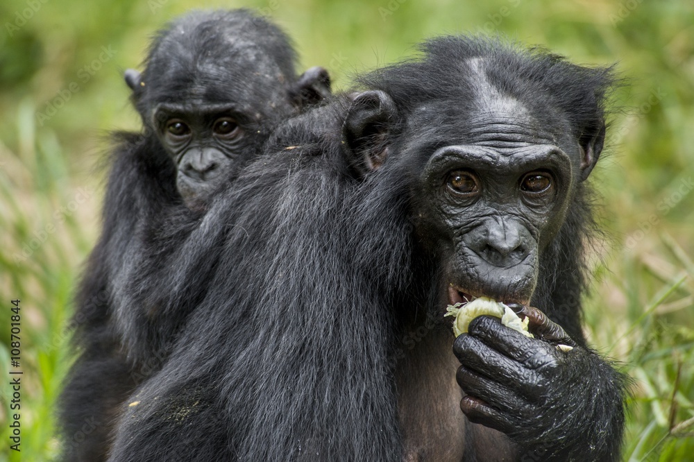 Obraz premium Cub of a Bonobo on a back at Mother in natural habitat. Green natural background. The Bonobo ( Pan paniscus)