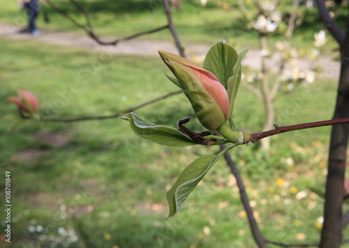 einzelne magnolienknospe lachsfarben photo