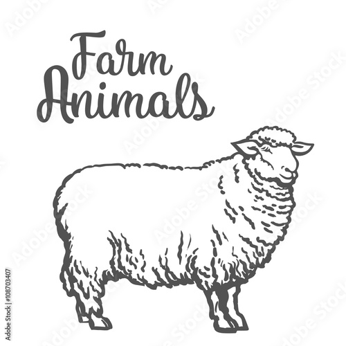White sheep isolated, vector sketch drawn by hand on a light background sheep, farm animals, cloven-hoofed livestock, sheep, sheep icon with thick fur