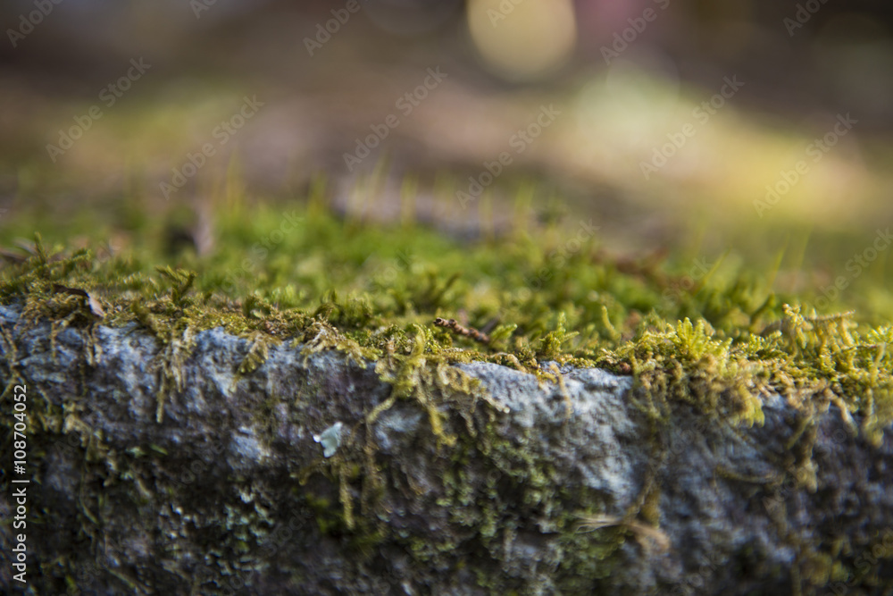 green moss on concrete floor green moss on concrete floor