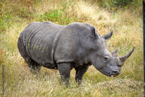 Самка носорога в африканском национальном парке