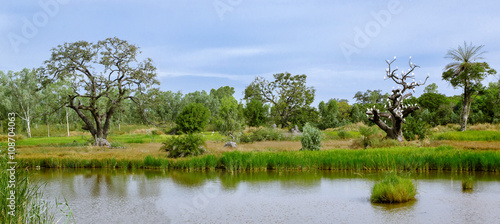 Пейзаж Гамбии с озером, зелеными деревьями и птицами на высохшем дереве