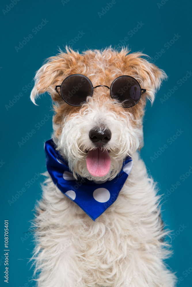 dog in sunglasses and bandana