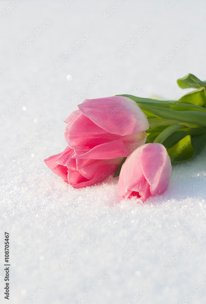 Spring card with tulips in the snow Spring card with tulips in the snow
