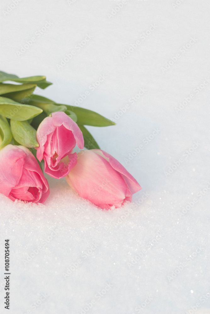 Spring card with tulips in the snow Spring card with tulips in the snow