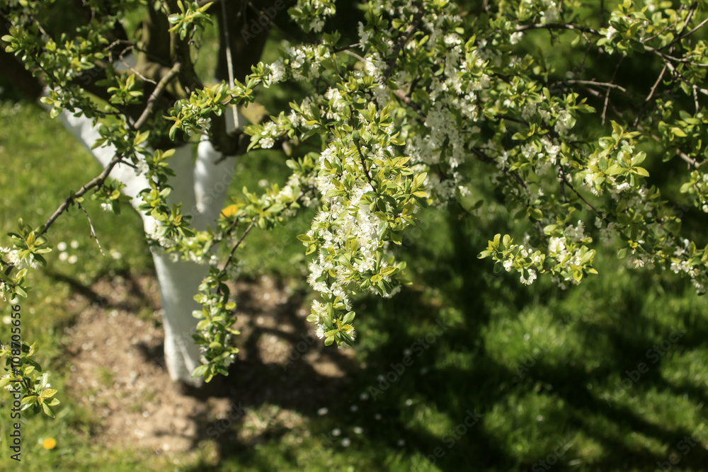 Pflaumenbaum im Garten - Nahaufnahme Pflaumenbaum im Garten - Nahaufnahme