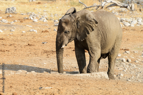 Elephant  Etosha National Park  Namibia