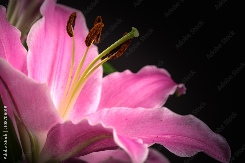 Flower, lily, close-up, macro.
