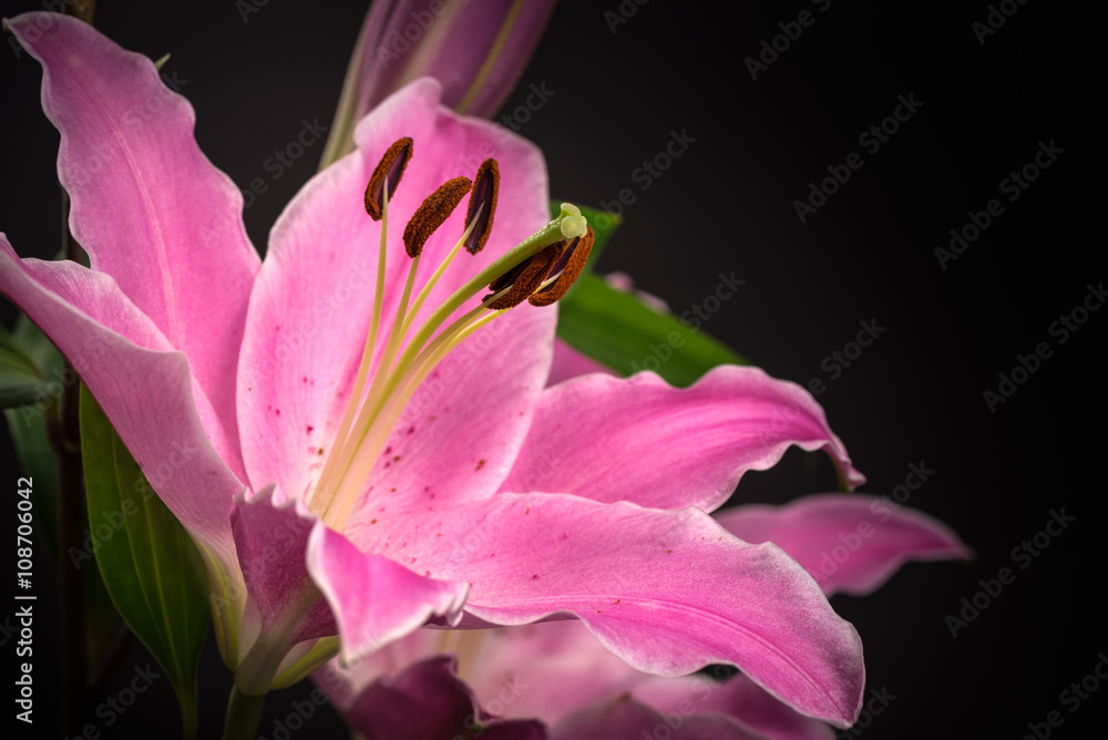 Flower, lily, close-up, macro.
