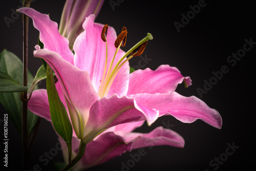 Flower, lily, close-up, macro. 