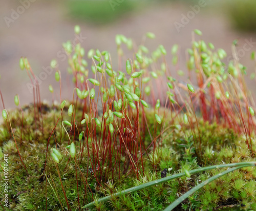 Sporophyte of Polytrichum commune in the forest. It is a species of moss found in many regions with high humidity and rainfall. Springtime.