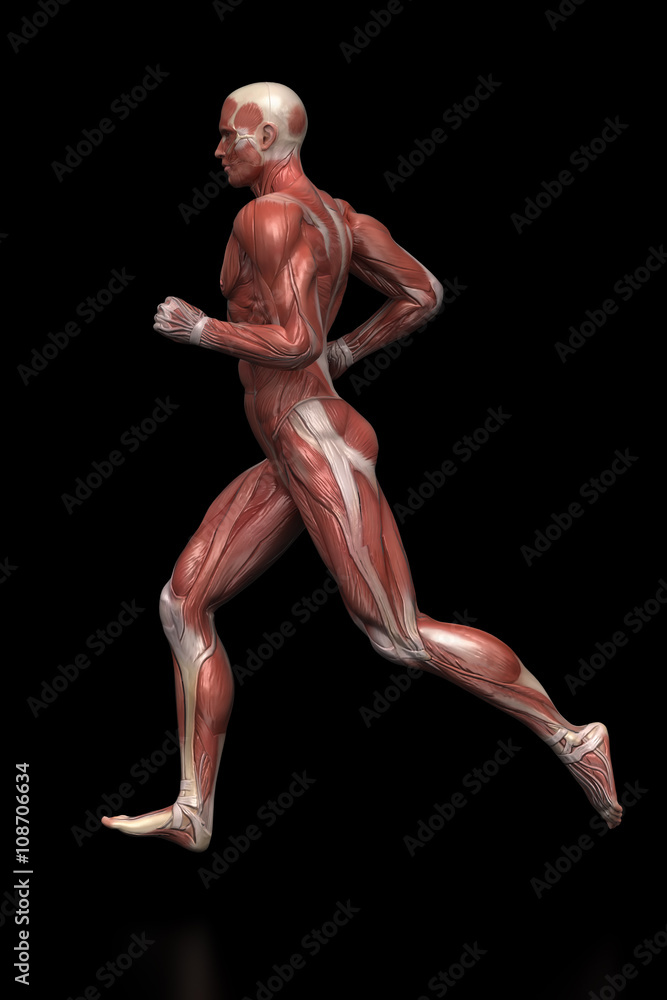 Running man - muscle anatomy Running man - muscle anatomy
