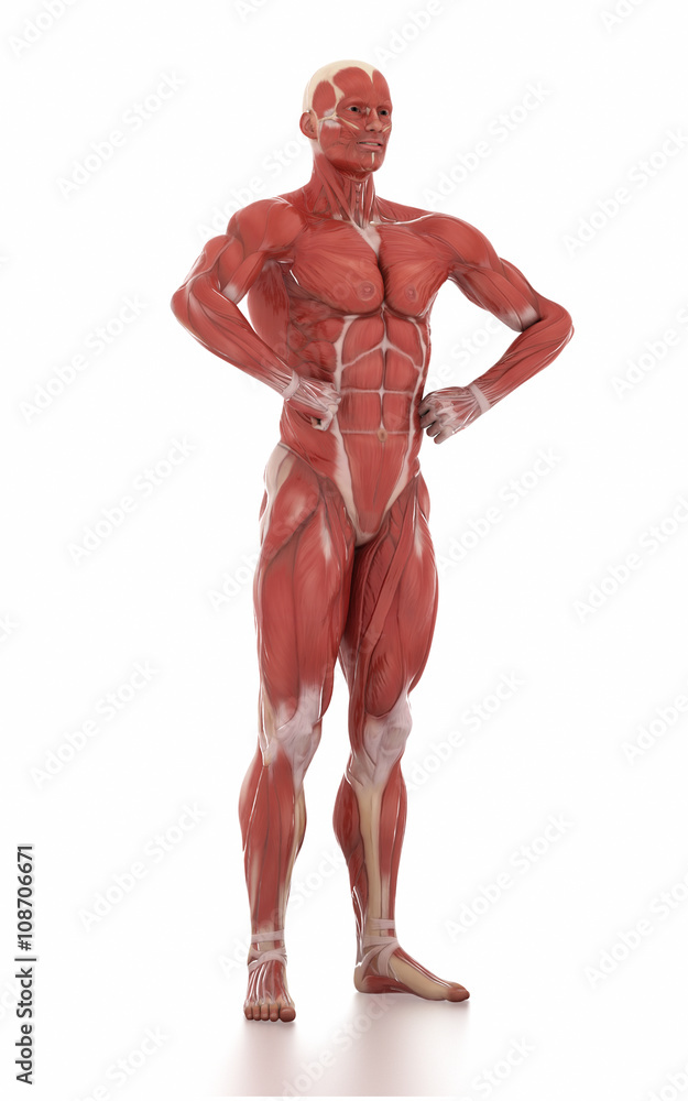 Anatomy muscle map white isolated -body-building pose Anatomy muscle map white isolated -body-building pose